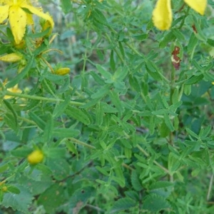 Photographie n°2197242 du taxon Hypericum perforatum L. [1753]