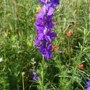 Photographie n°2197254 du taxon Delphinium ajacis L. [1753]