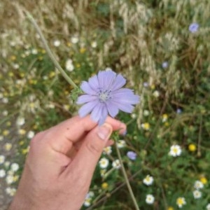 Photographie n°2197276 du taxon Cichorium intybus L. [1753]