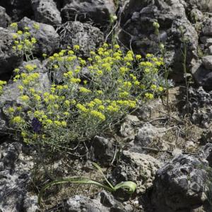 Photographie n°2197289 du taxon Alyssum alyssoides (L.) L. [1759]