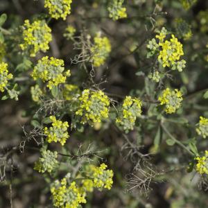 Photographie n°2197290 du taxon Alyssum alyssoides (L.) L. [1759]