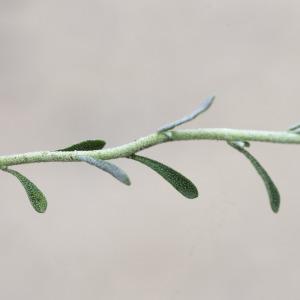 Photographie n°2197294 du taxon Alyssum alyssoides (L.) L. [1759]