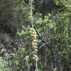 Photographie n°2197303 du taxon Asphodelus cerasifer J.Gay