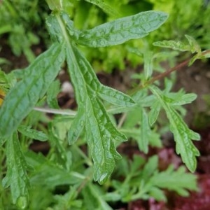 Photographie n°2197308 du taxon Verbena officinalis L. [1753]