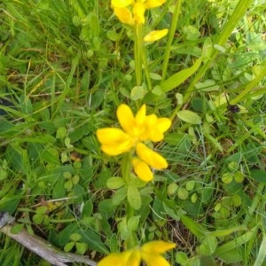 Photographie n°2197311 du taxon Genista sagittalis L. [1753]