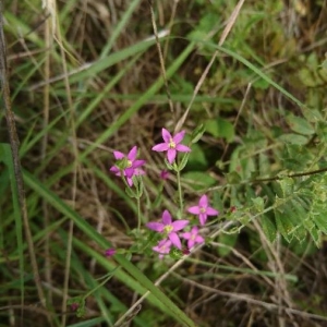 Photographie n°2197312 du taxon Centaurium erythraea Rafn [1800]