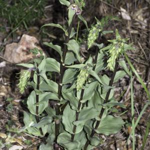 Photographie n°2197318 du taxon Epipactis helleborine (L.) Crantz [1769]