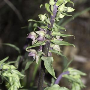 Photographie n°2197321 du taxon Epipactis helleborine (L.) Crantz [1769]