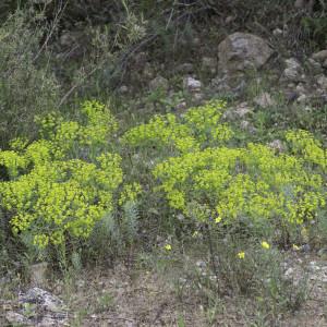 Photographie n°2197332 du taxon Euphorbia seguieriana Neck. [1770]