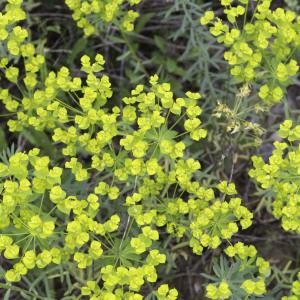 Photographie n°2197335 du taxon Euphorbia seguieriana Neck. [1770]