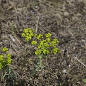 Photographie n°2197336 du taxon Euphorbia seguieriana Neck. [1770]