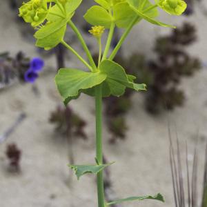 Photographie n°2197342 du taxon Euphorbia serrata L.