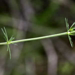 Photographie n°2197349 du taxon Galium corrudifolium Vill. [1779]