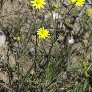 Photographie n°2197367 du taxon Senecio gallicus Vill. [1785]