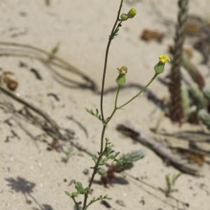 Photographie n°2197370 du taxon Senecio gallicus Vill. [1785]