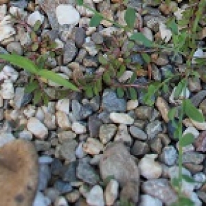 Photographie n°2197400 du taxon Euphorbia maculata L. [1753]