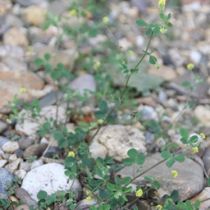 Photographie n°2197401 du taxon Medicago lupulina L. [1753]
