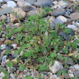 Photographie n°2197402 du taxon Oxalis fontana Bunge [1835]