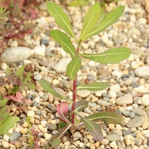 Photographie n°2197403 du taxon Lactuca serriola L. [1756]