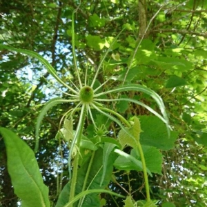 Photographie n°2197424 du taxon Dipsacus fullonum L.