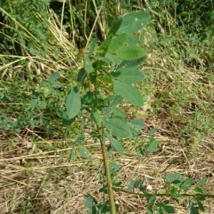 Photographie n°2197426 du taxon Melilotus albus Medik. [1787]