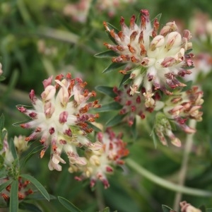 Photographie n°2197488 du taxon Anthyllis vulneraria L.
