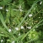  Liliane Roubaudi - Stellaria graminea L. [1753]