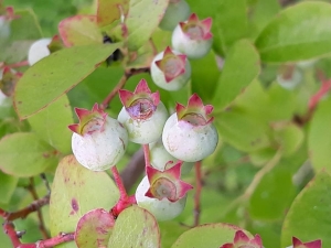 emeline JEURISSEN, le 13 juin 2018