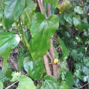  - Aristolochia sempervirens L. [1753]