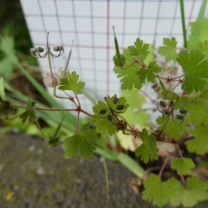 Photographie n°2197741 du taxon Geranium rotundifolium L.