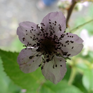 Photographie n°2197742 du taxon Rubus L. [1753]