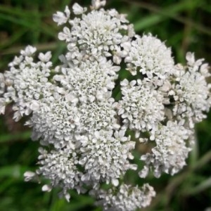 Phellandrium matthioli Bubani (Oenanthe faux boucage)