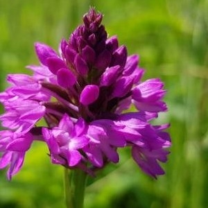 Photographie n°2197756 du taxon Anacamptis pyramidalis (L.) Rich. [1817]