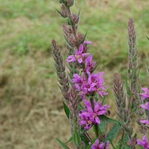 Photographie n°2197815 du taxon Lythrum salicaria L.