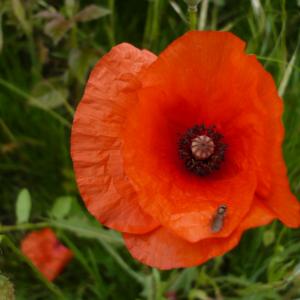 Photographie n°2197826 du taxon Papaver rhoeas L.