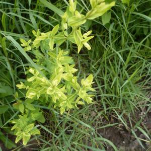 Photographie n°2197831 du taxon Hypericum perforatum L. [1753]