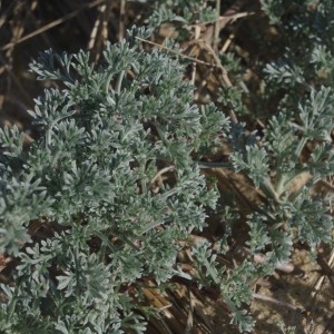 Photographie n°2197887 du taxon Artemisia maritima L. [1753]