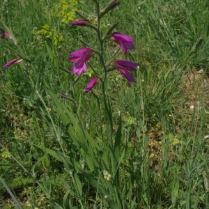 Photographie n°2197903 du taxon Gladiolus italicus Mill. [1768]
