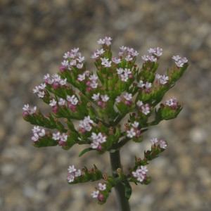 Photographie n°2197924 du taxon Centranthus calcitrapae (L.) Dufr.