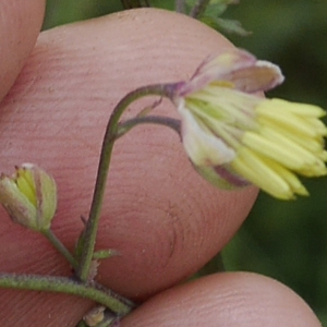 Photographie n°2197945 du taxon Thalictrum minus L. [1753]