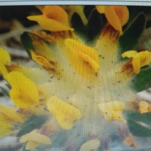 Photographie n°2197969 du taxon Anthyllis vulneraria L. [1753]