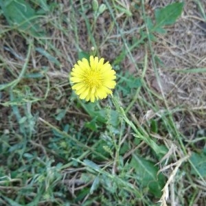 Photographie n°2197976 du taxon Lactuca serriola L. [1756]