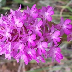 Photographie n°2197984 du taxon Anacamptis pyramidalis (L.) Rich. [1817]