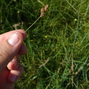 Photographie n°2198029 du taxon Carex disticha Huds. [1762]