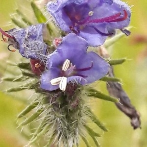 Photographie n°2198032 du taxon Echium vulgare L. [1753]