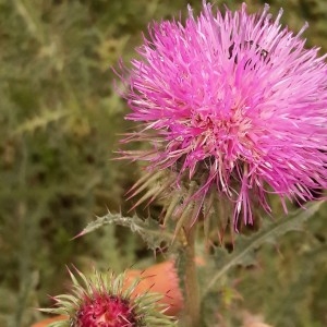 Photographie n°2198049 du taxon Carduus nutans L. [1753]