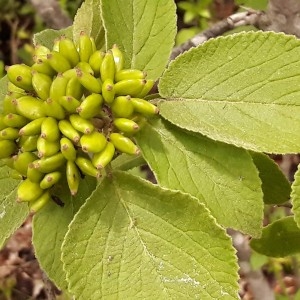 Photographie n°2198053 du taxon Viburnum lantana L. [1753]