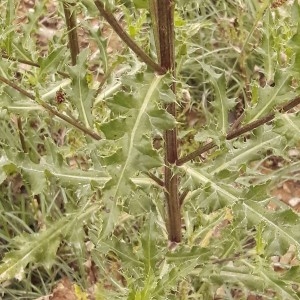 Photographie n°2198091 du taxon Cirsium arvense (L.) Scop. [1772]