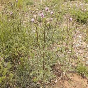 Photographie n°2198092 du taxon Cirsium arvense (L.) Scop. [1772]