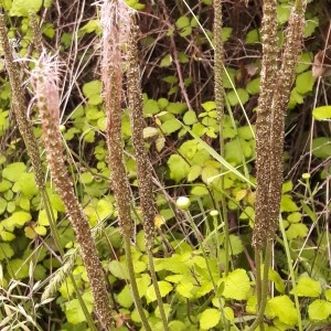 Photographie n°2198094 du taxon Plantago L. [1753]